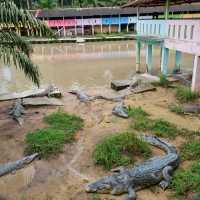 Where To Find 100 Year Old Crocodiles? 🐊