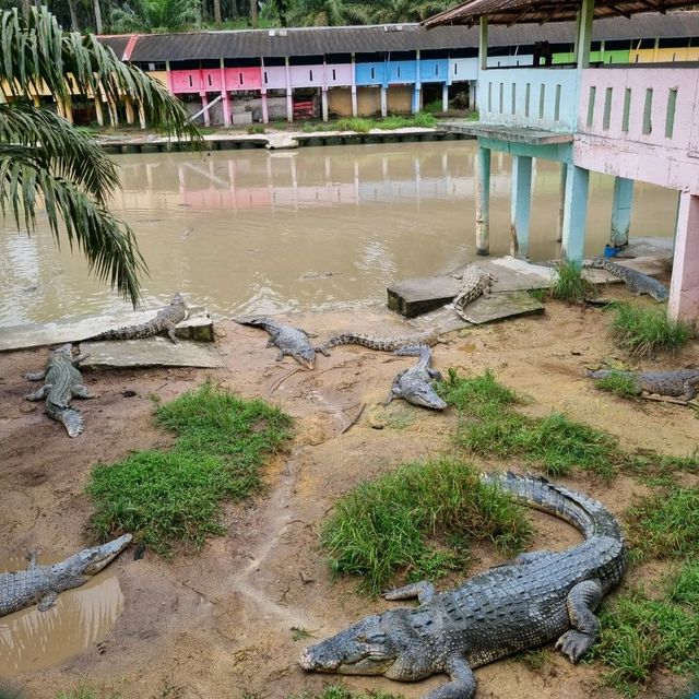 Where To Find 100 Year Old Crocodiles? 🐊