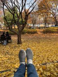 one of the prettiest autumn foliage in seoul