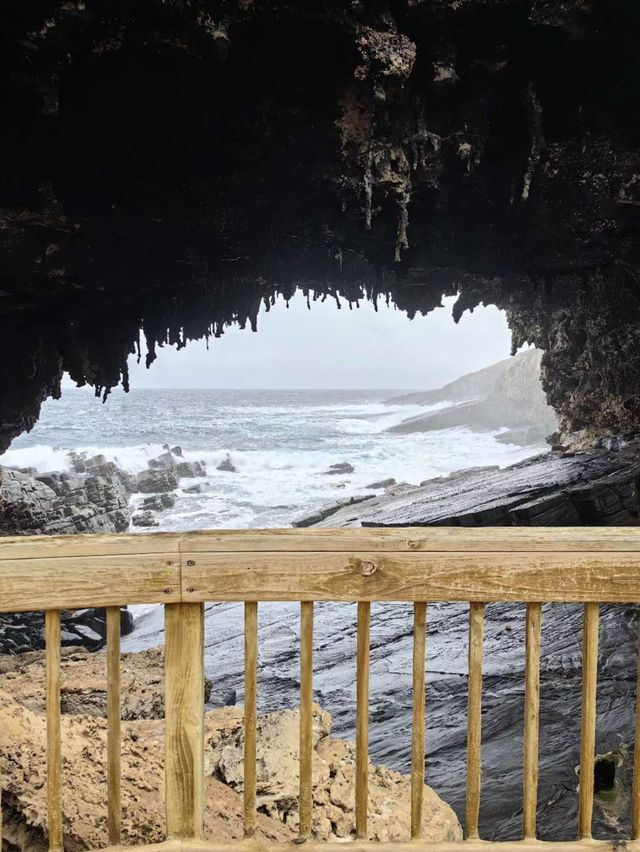 🏝️🦘🐨🦭阿德萊德袋鼠島～動物王國🏝️🦘🐨🦭