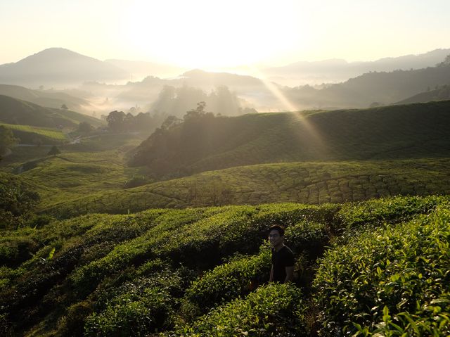 Visiting a Tea Plantation at Cameron Highland