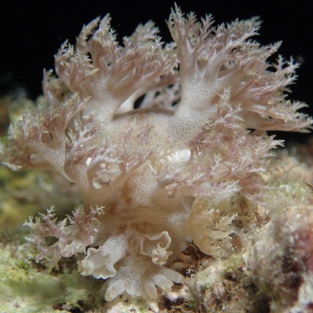 菲律賓朗布隆(Romblon)潛水之旅