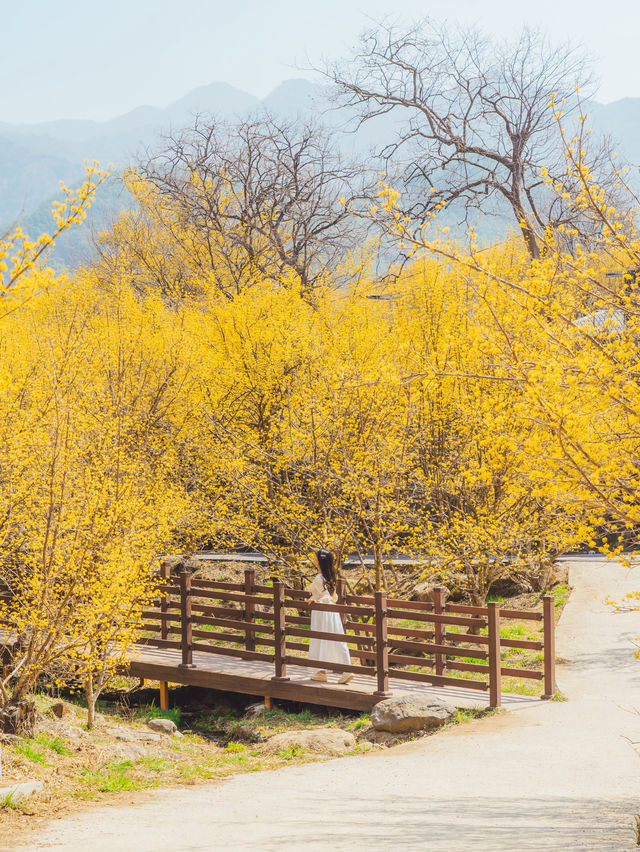 🌼다가오는 봄 노란색 산수유로 가득한 마을 [구례, 산수유마을]🌿