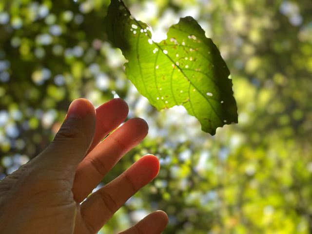 An array of rare and stunning leaves.