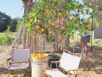  Hana Cafe ฮานะคาเฟ่  บุรีรัมย์