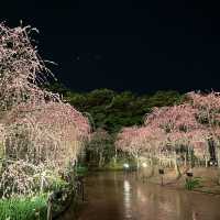 しだれ梅と河津桜の両方を楽しめる🌸