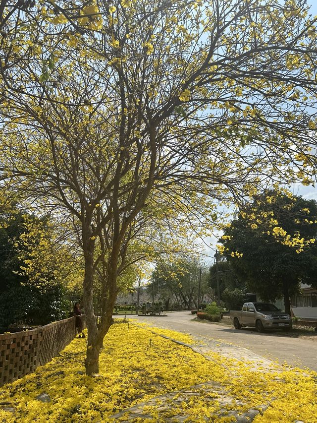 วังสวนบ้านแก้ว กับจุดถ่ายรูปต้นเหลืองอินเดีย🌼