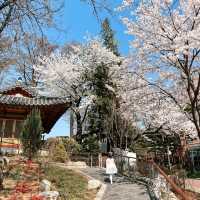 🌸숨은 벚꽃 명소, 메이필드 호텔🌸 