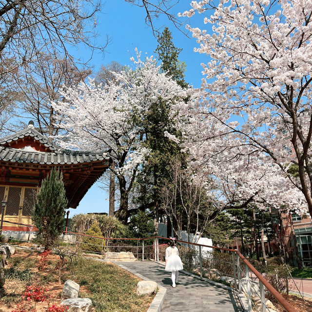 🌸숨은 벚꽃 명소, 메이필드 호텔🌸 