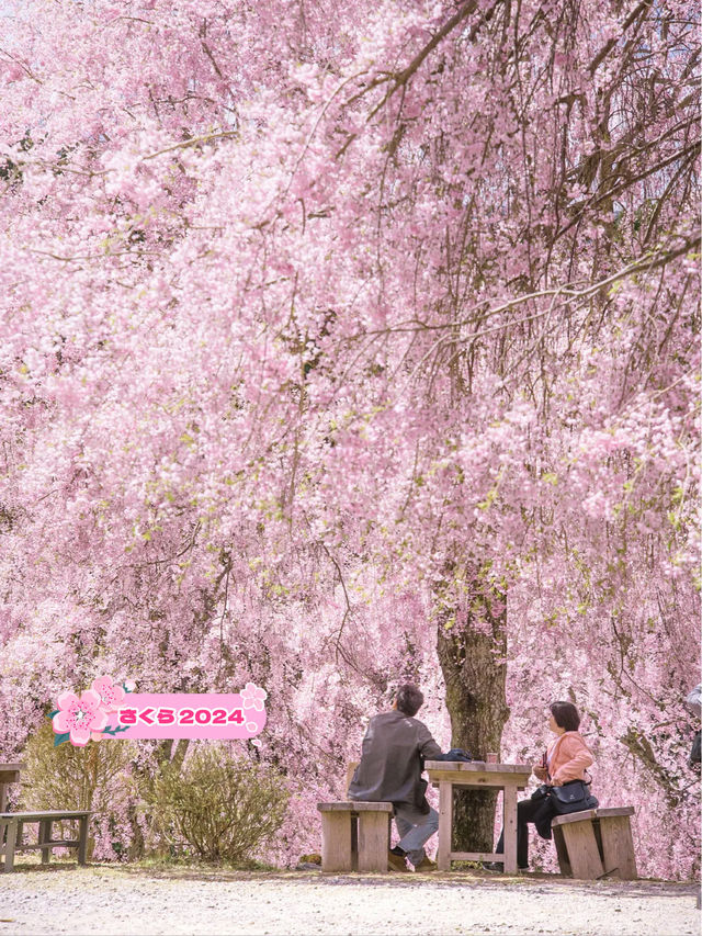 【1000本の枝垂れ桜が圧巻！😳】今週末に行くなら奈良県・高見の郷がおすすめ！🌸✨