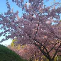【山田池公園】一足早い河津桜は満開です！