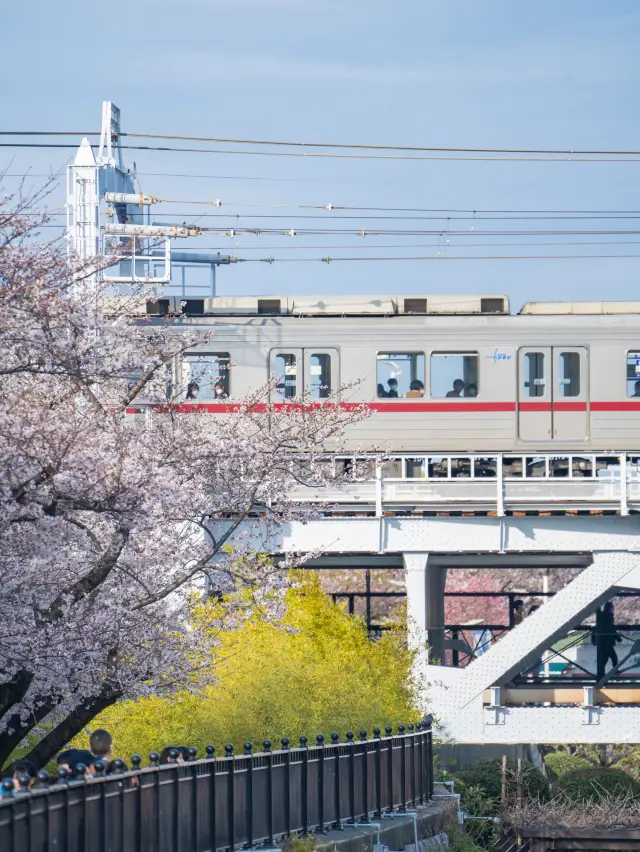 就在淺草！東京最容易去的賞櫻景點、隅田公園