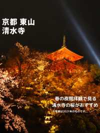 【京都 東山】約1週間限定🌸春の夜間拝観で見る清水寺の桜