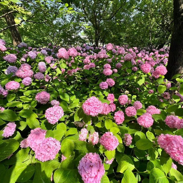 【臺北景點】花博公園繡球花海，洗滌身心疲憊