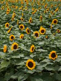 Flowers All Year Round