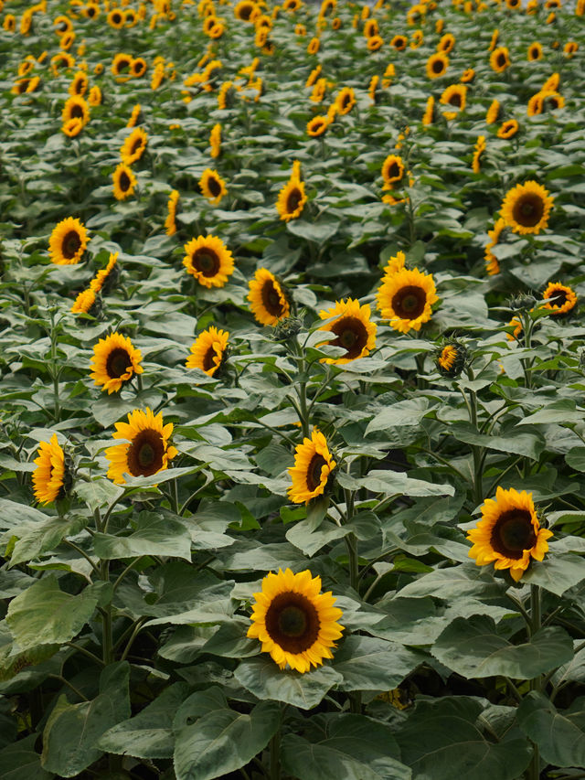 Flowers All Year Round