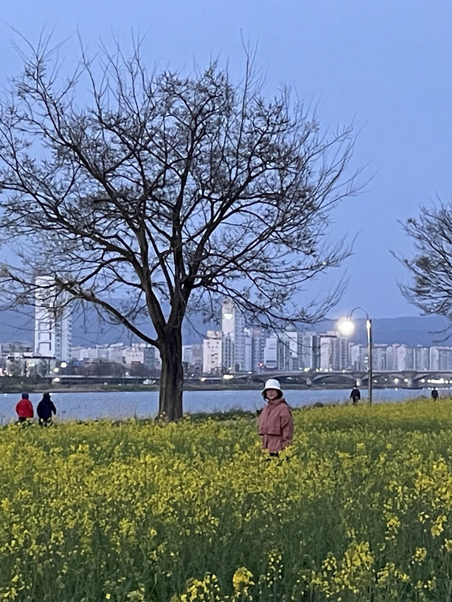 태화강 유채꽃 구경, 야경맛집 산책길