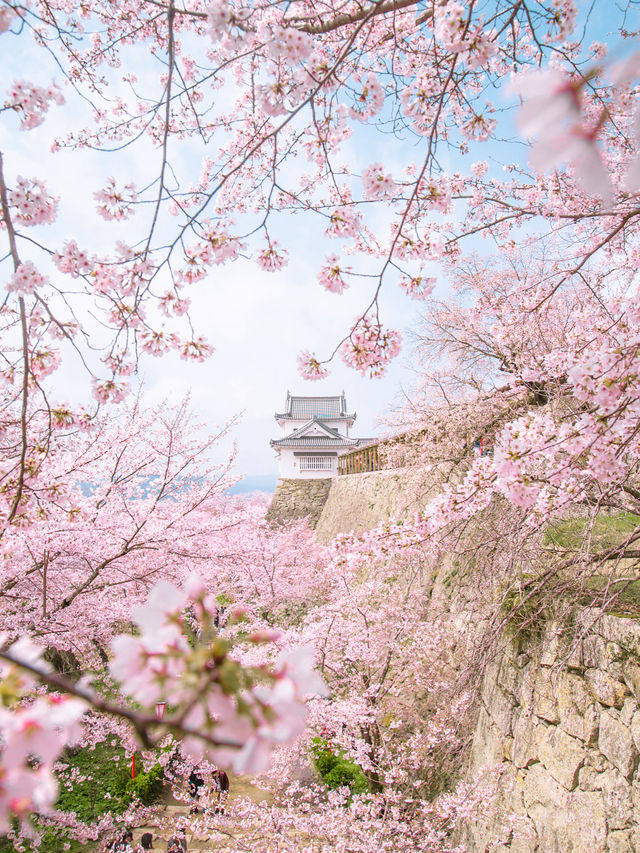 全国オススメの桜スポット紹介！🌸✨