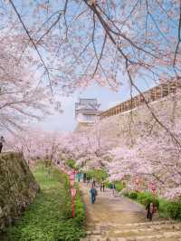 全国オススメの桜スポット紹介！🌸✨