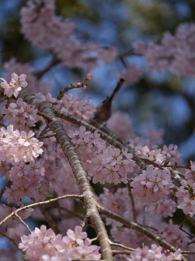 【絶対に見ておきたい桜】京都でいち早く見頃を迎えるスポット