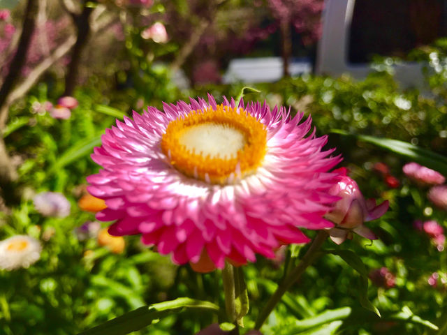  A must-visit for flower enthusiasts. 