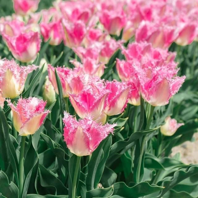 ชมซากุระและวิวสุดปังที่ Asahi Funakawa🌸