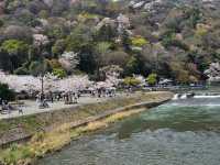 🌸京都嵐山渡月橋：櫻花盛開，春日京都的象徵