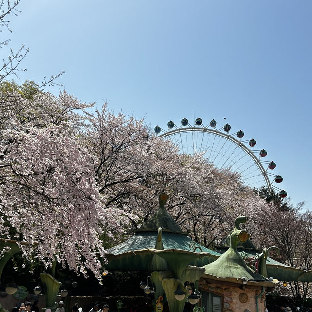 🌸벚꽃이 만개한 에버랜드🌸