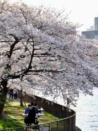 大阪城公園～必去免費賞櫻地點🌸