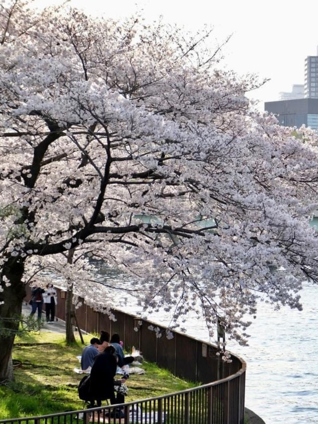 大阪城公園～必去免費賞櫻地點🌸