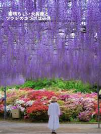 こんな絶景見たことある⁉️地上の楽園の藤のシャワーを浴びよう💜