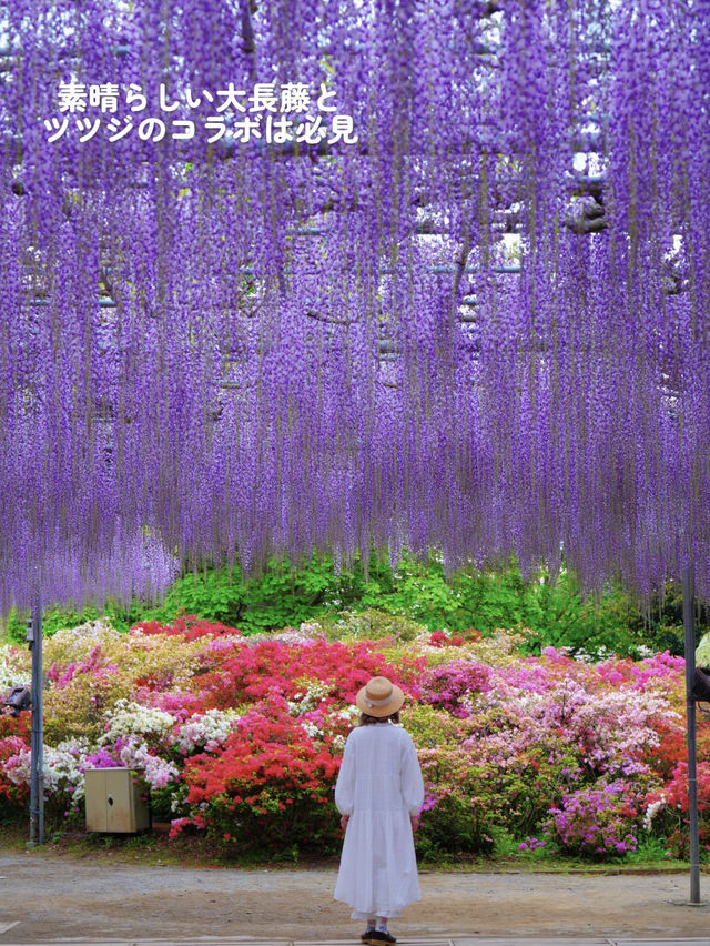 こんな絶景見たことある⁉️地上の楽園の藤のシャワーを浴びよう💜