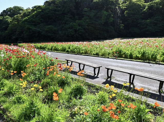 Kurihama Flower Park