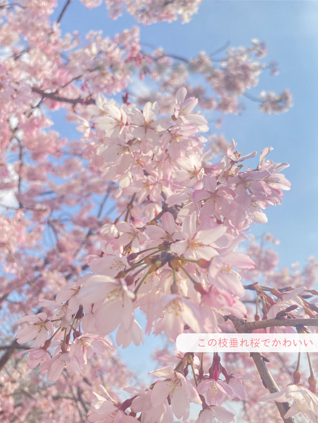 【東京】混雑回避！桜穴場おすすめスポット