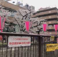 目黒川の桜まつり