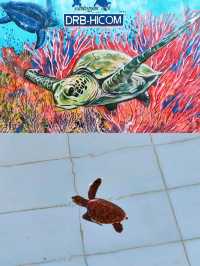 Hawksbill Turtles Conservation Efforts