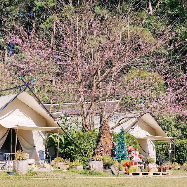 แจกพิกัดที่พักนอนเต้นท์ ใกล้ชิดดอกพญาเสือโคร่ง