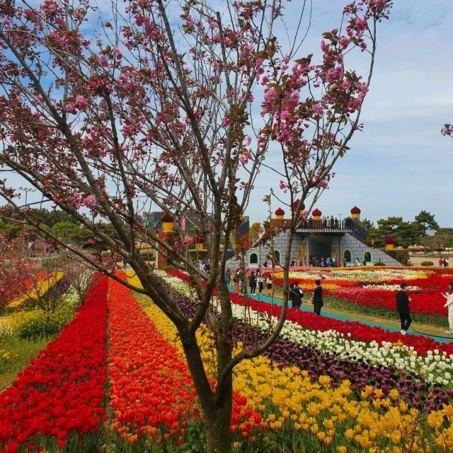 태안 코리아플라워파크 튤립꽃박람회⚘️🌷