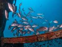 เรียนดำน้ำลึกกับ Koh Tao Scuba Club