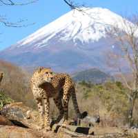 Fuji Safari Park