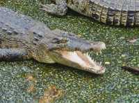 Visitors can encounter over 1,000 crocodiles 🇲🇾
