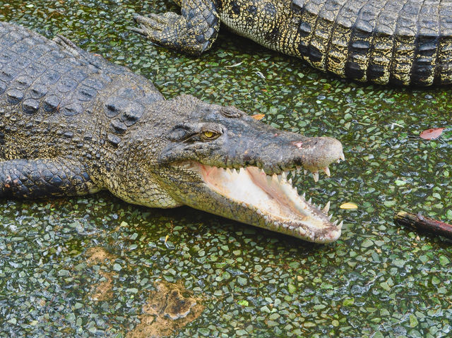 Visitors can encounter over 1,000 crocodiles 🇲🇾