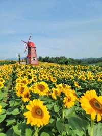 여름꽃놀이 탑티어 해바라기축제🌻