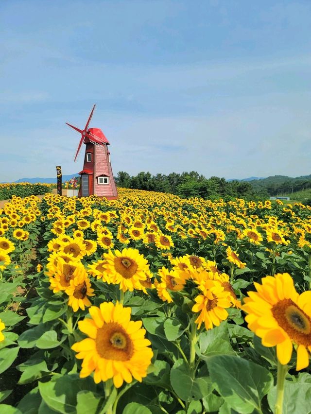 여름꽃놀이 탑티어 해바라기축제🌻