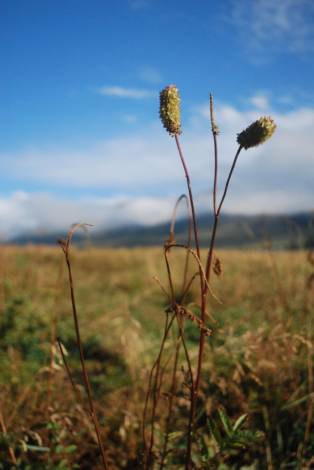 Step into the Heavenly Sky Grassland
