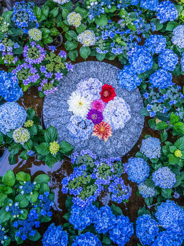 ここ知ってる？いつ行っても紫陽花満開💫 フォトスポットも多数！ぜひ行ってみてねー✨🐶OK👍
