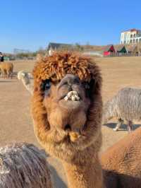 제주도 이색 체험🐪