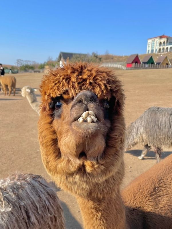 제주도 이색 체험🐪
