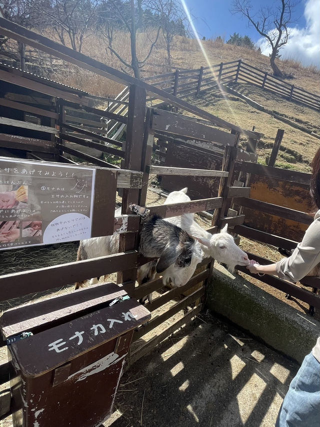 【兵庫/神戸】動物たちに癒される‼︎六甲山牧場🐏❤️