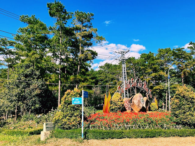 Rừng thông Măng Đen